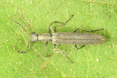 <i>Dolichosoma lineare</i>