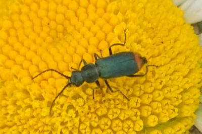 <i>Malachius bipustulatus</i>