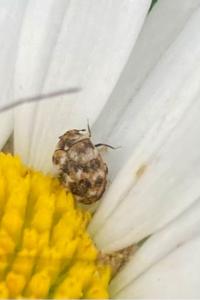 <i>Anthrenus verbasci</i>