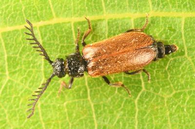 <i>Drilus flavescens</i>
