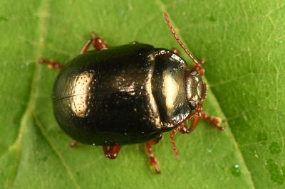 <i>Chrysolina bankii</i>