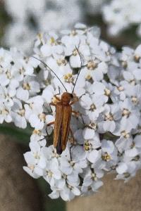 <i>Oedemera podagrariae</i>