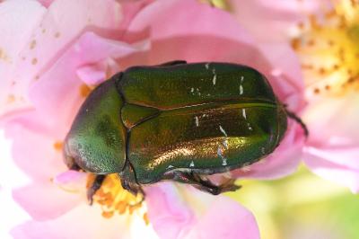 <i>Cetonia aurata</i>