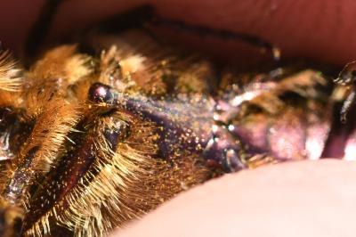 <i>Cetonia aurata</i>