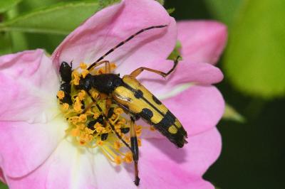 <i>Rutpela maculata</i>