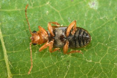 <i>Orsodacne cerasi</i>