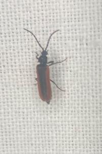 <i>Omalisus fontisbellaquei</i>