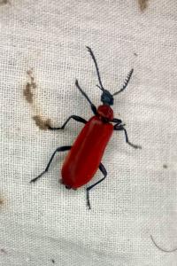 <i>Pyrochroa coccinea</i>