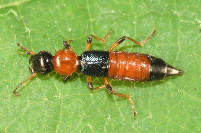 <i>Paederus littoralis</i>