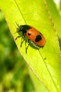 <i>Clytra quadripunctata</i>