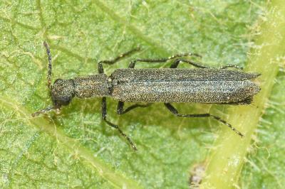 <i>Dolichosoma lineare</i>