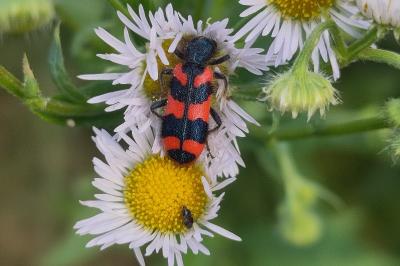 <i>Trichodes alvearius</i>