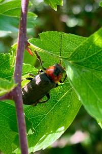 <i>Cantharis fusca</i>