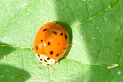 <i>Harmonia axyridis</i>