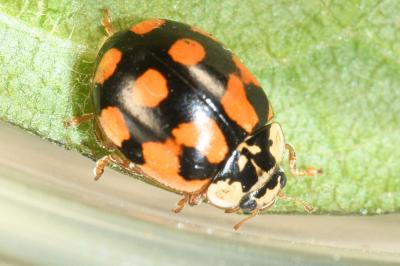 <i>Adalia decempunctata</i>