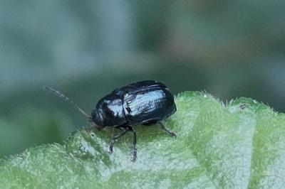 <i>Cryptocephalus</i>