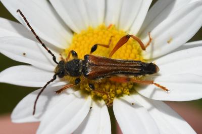 <i>Stenopterus rufus</i>