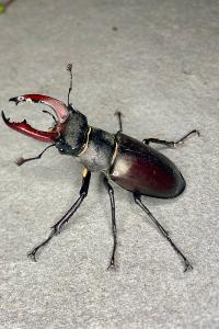 <i>Lucanus cervus</i>