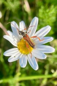 <i>Stenopterus rufus</i>