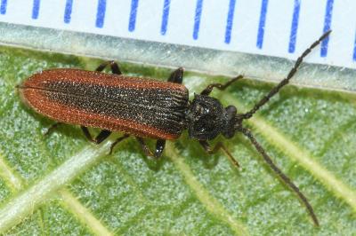<i>Omalisus fontisbellaquei</i>