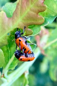 <i>Clytra quadripunctata</i>