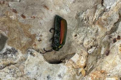 <i>Lytta vesicatoria</i>