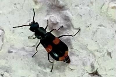 <i>Anthocomus fasciatus</i>