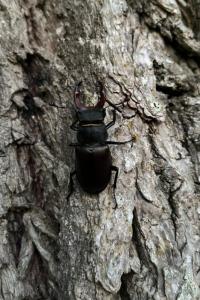 <i>Lucanus cervus</i>