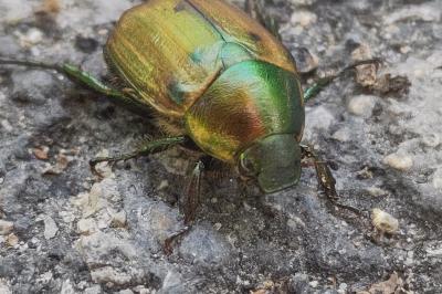 <i>Anomala dubia</i>