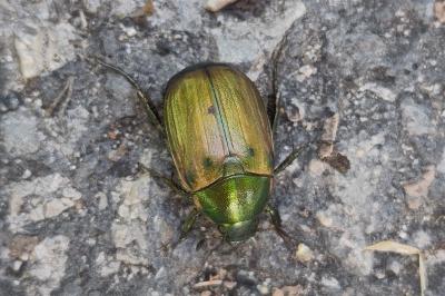 <i>Anomala dubia</i>