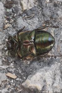 <i>Anomala dubia</i>
