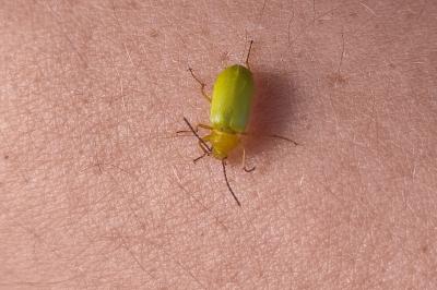 <i>Cteniopus sulphureus</i>
