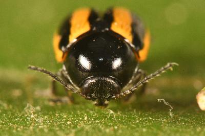 <i>Cryptocephalus vittatus</i>