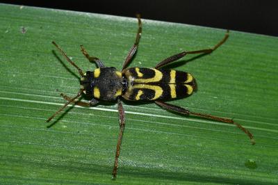 Xylotrechus arvicola
