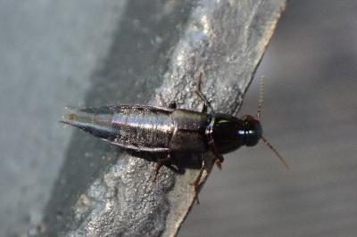 <i>Quedius lateralis</i>
