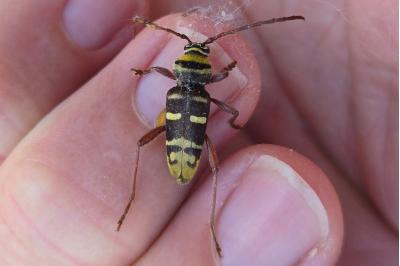 <i>Plagionotus detritus</i>
