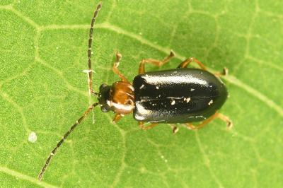<i>Luperus</i>