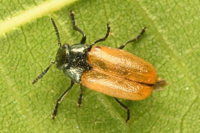 <i>Labidostomis longimana</i>