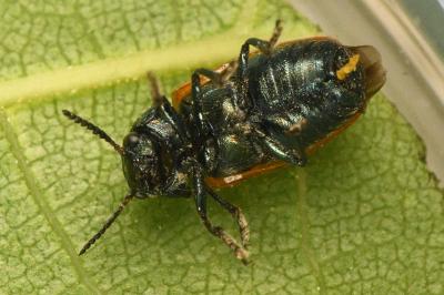<i>Labidostomis longimana</i>