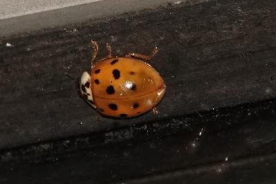 <i>Harmonia axyridis</i>