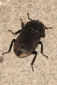 <i>Dorcus parallelipipedus</i>