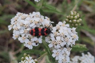 <i>Trichodes alvearius</i>
