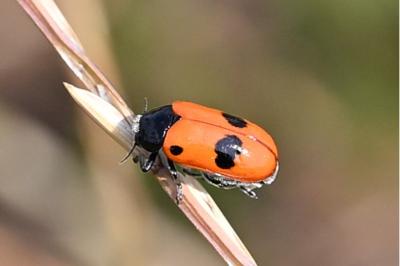 Clytra laeviuscula