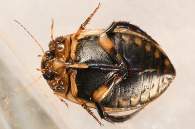 <i>Acilius sulcatus</i>