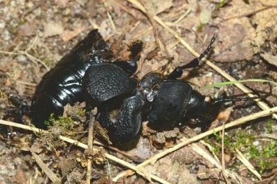 <i>Carabus coriaceus</i>
