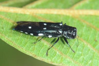 <i>Agrilus guerini</i>