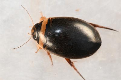<i>Graphoderus cinereus</i>