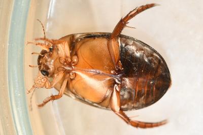 <i>Graphoderus cinereus</i>