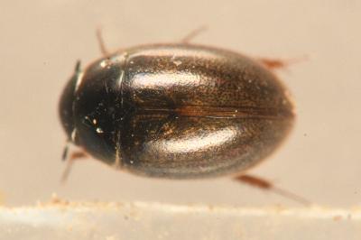 <i>Anacaena lutescens</i>