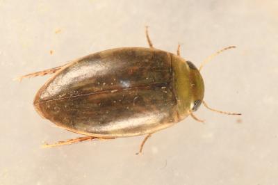 <i>Laccophilus minutus</i>